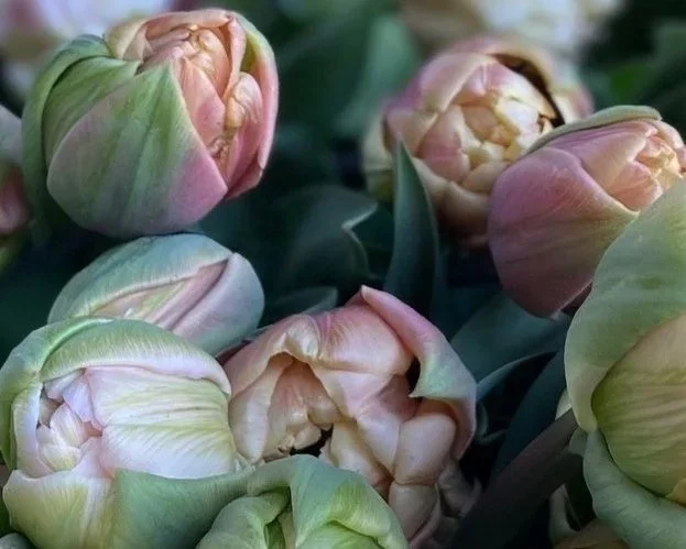 tulips20244.jpg