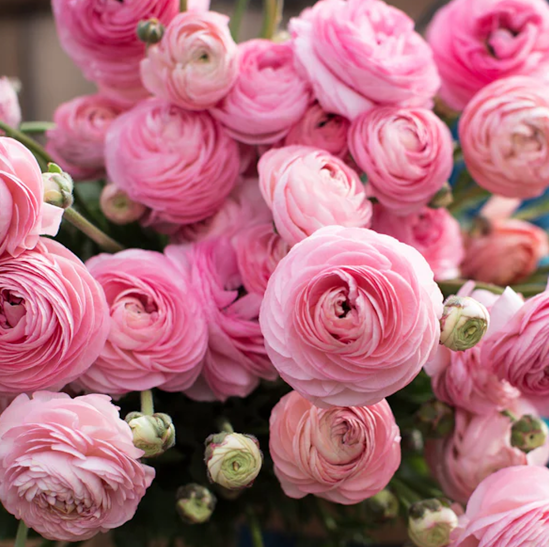 Screenshot 2025-03-28 at 11.24.25 AM.png