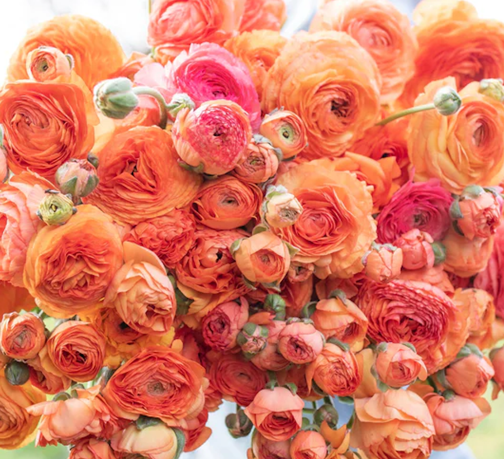 Screenshot 2025-03-28 at 11.26.02 AM.png