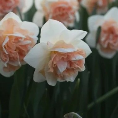 Flower_Surprise_Narcissus-5021_768x.jpg