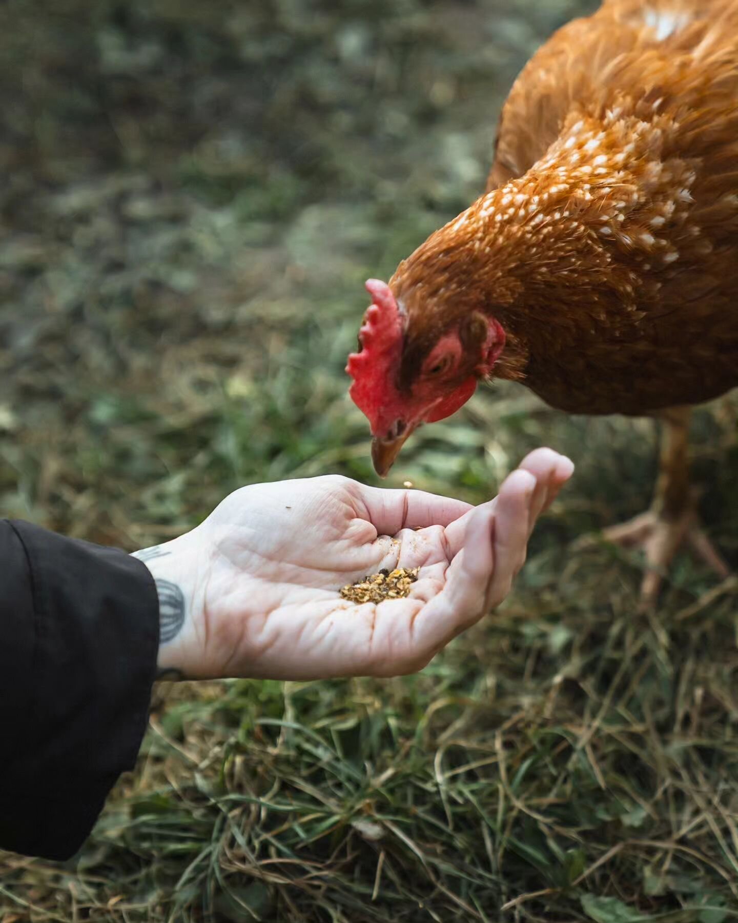 [EN below] INTERAKTION ✽ N&auml;he mit Tieren zu erleben, sie zu f&uuml;ttern und Zeit mit ihnen zu verbringen, er&ouml;ffnet eine tiefere emotionale Ebene, die frei von Erwartungen sein sollte. 

Tiere schulden uns nichts und es liegt in unserer Ver