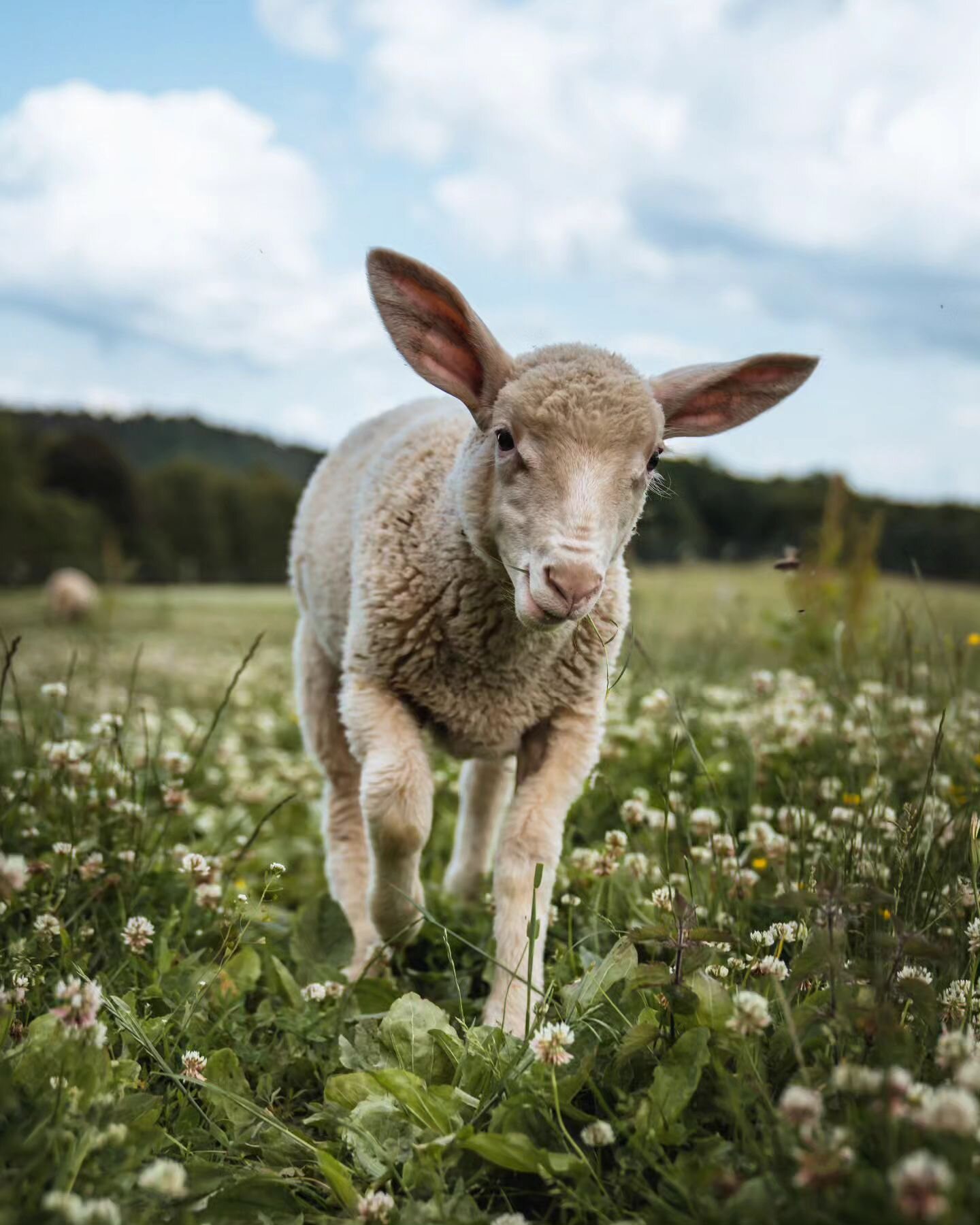 [EN below] TIERE ✽ Tiere waren der Grund, warum ich vegan wurde. Sie sind der Grund, warum ich seit &uuml;ber 6 Jahren vegan lebe. F&uuml;r mich werden Tiere immer der Grund sein, warum eine andere Lebensweise niemals wieder in Frage kommen kann. ♡♡♡