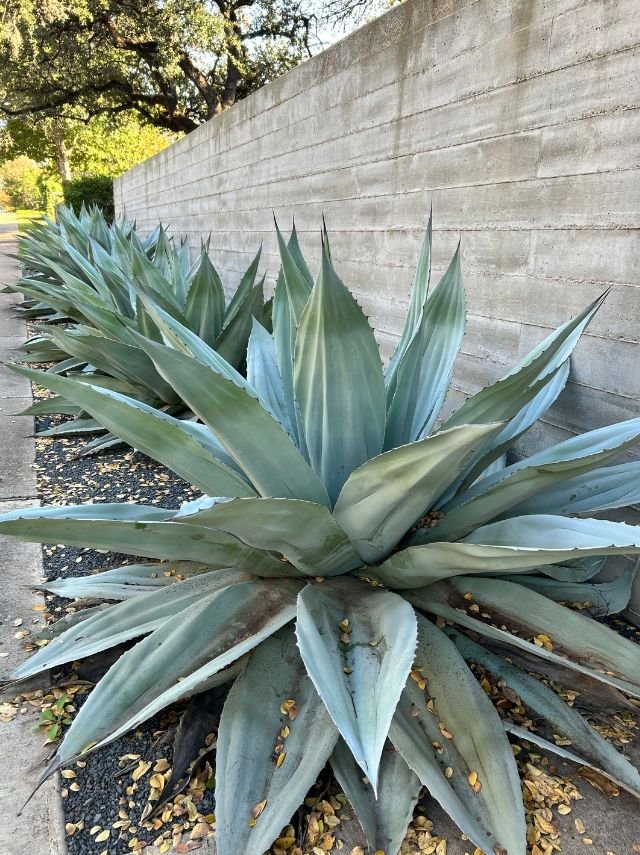 agaves.jpg