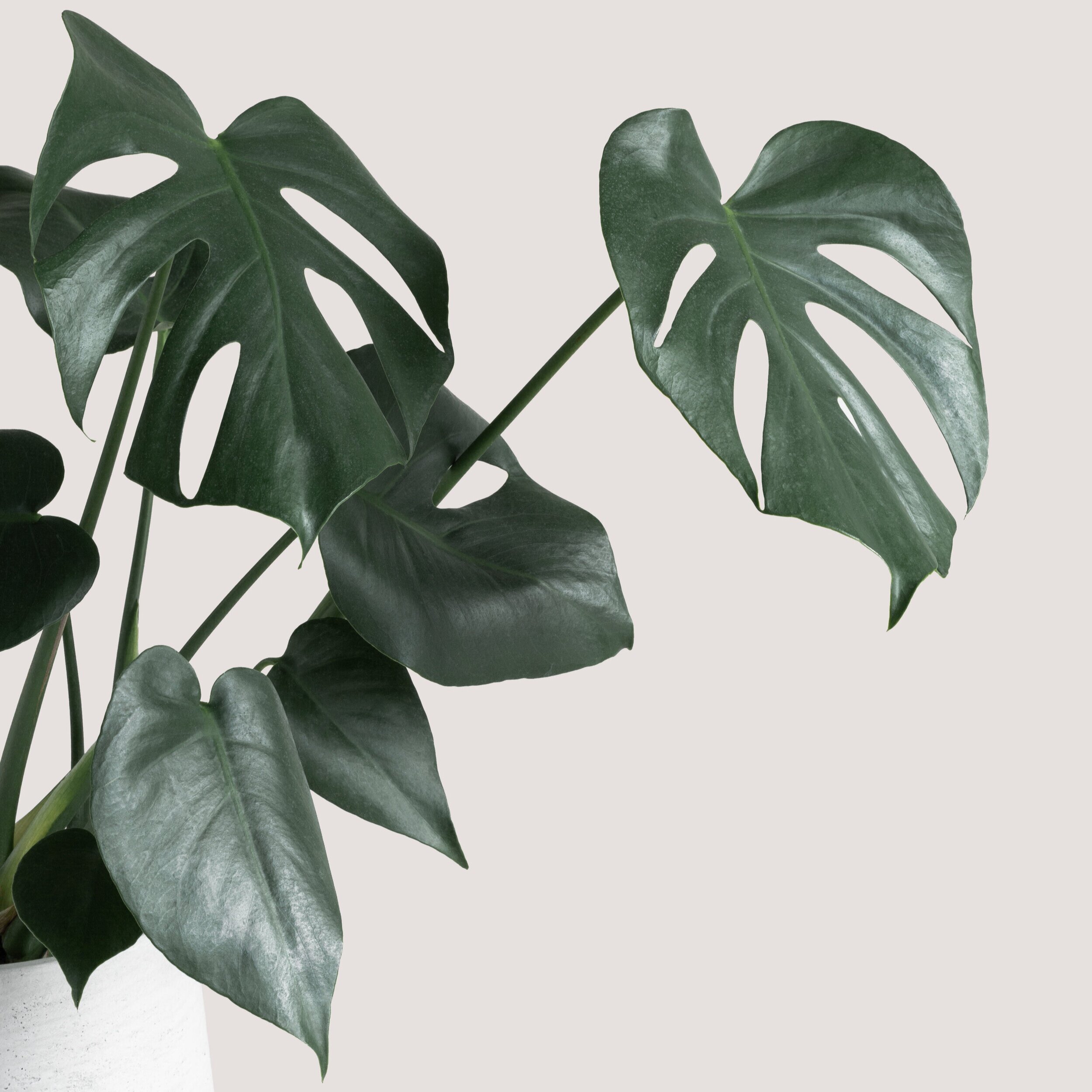 3 essential nutrients for a healthy, robust, immune system!