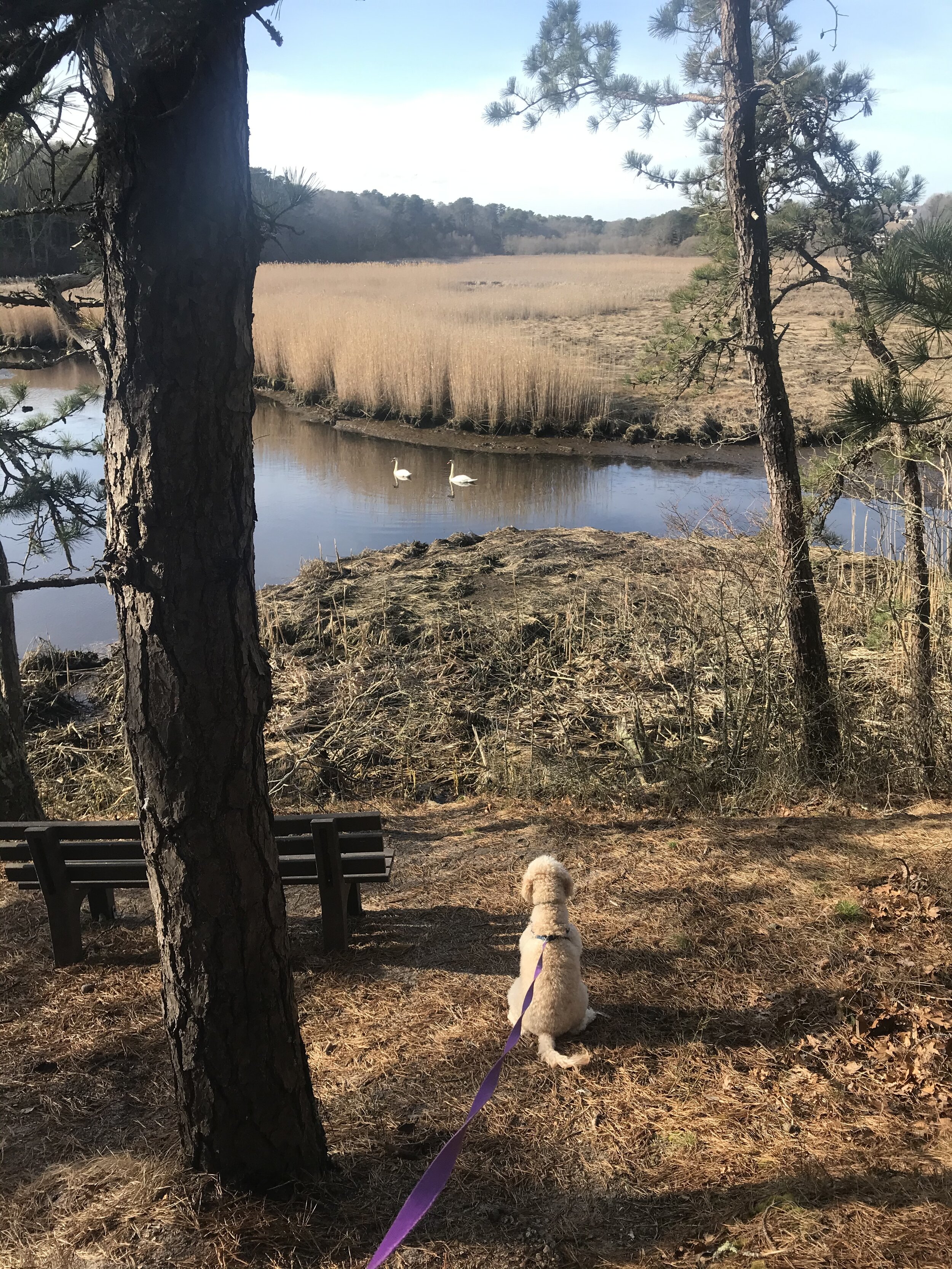 Santuit River Trail by Ruth Anne Kane