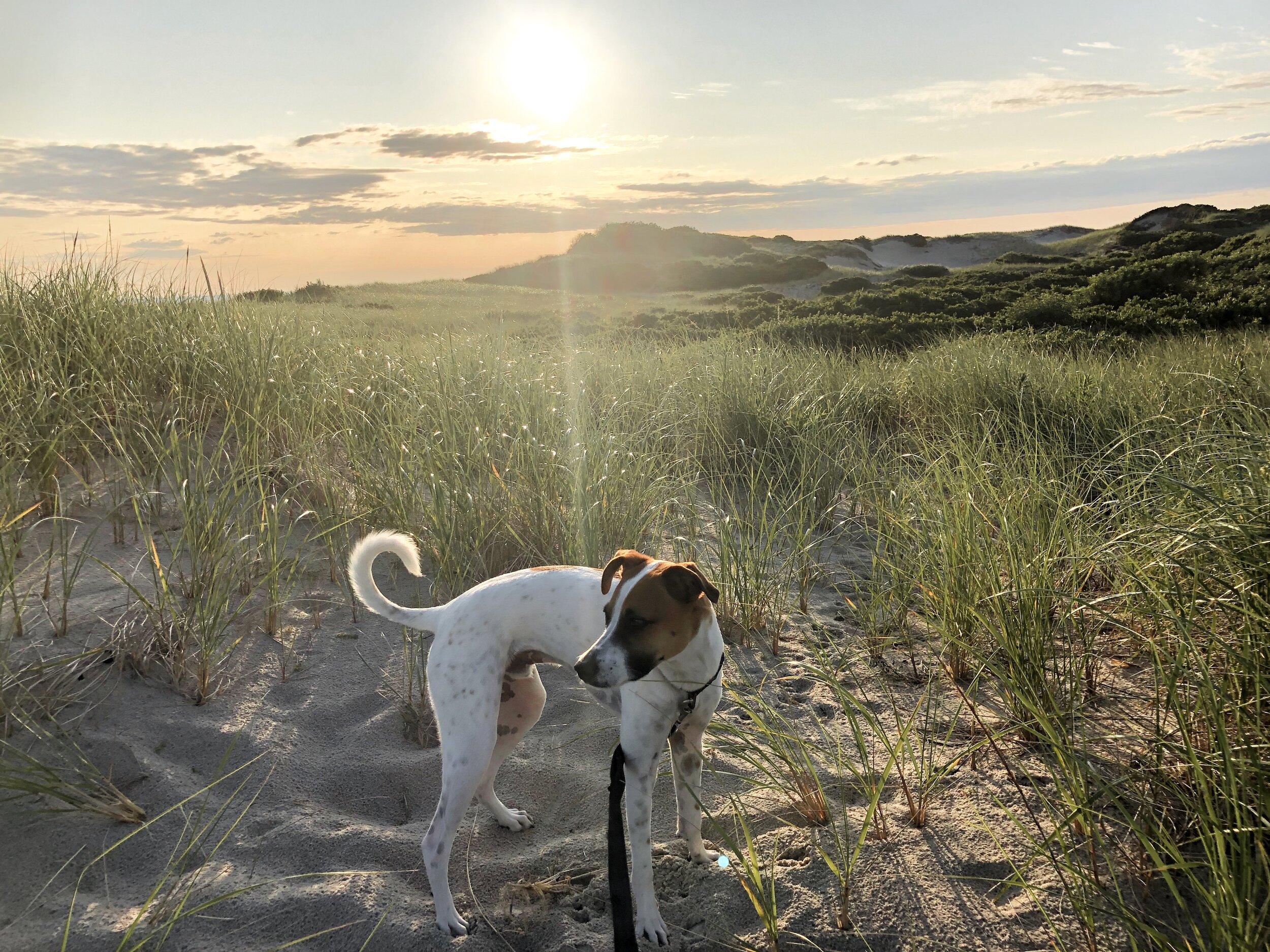 Sandy Neck Beach by Eric Scotton