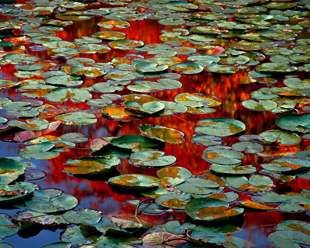 Autumn lily pads, Beech Forest, Cape Cod @scotmiller