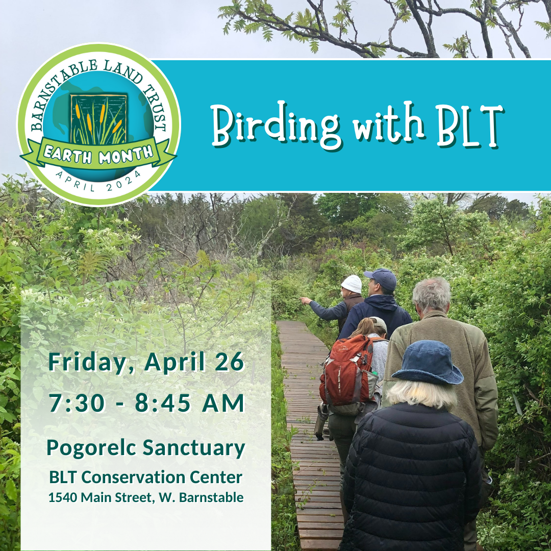 Birding with BLT