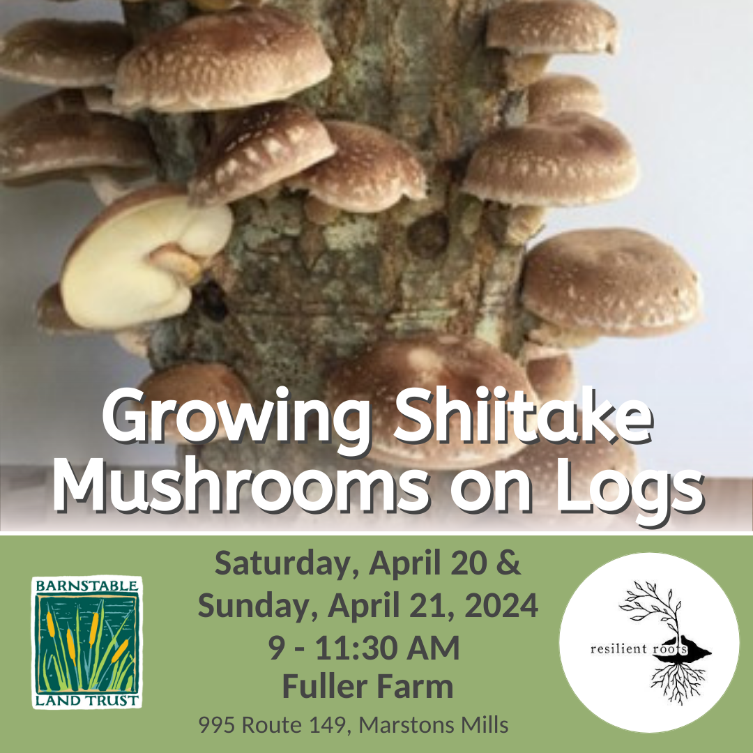Partner Program: Growing Shiitake Mushrooms on Logs with Resilient Roots