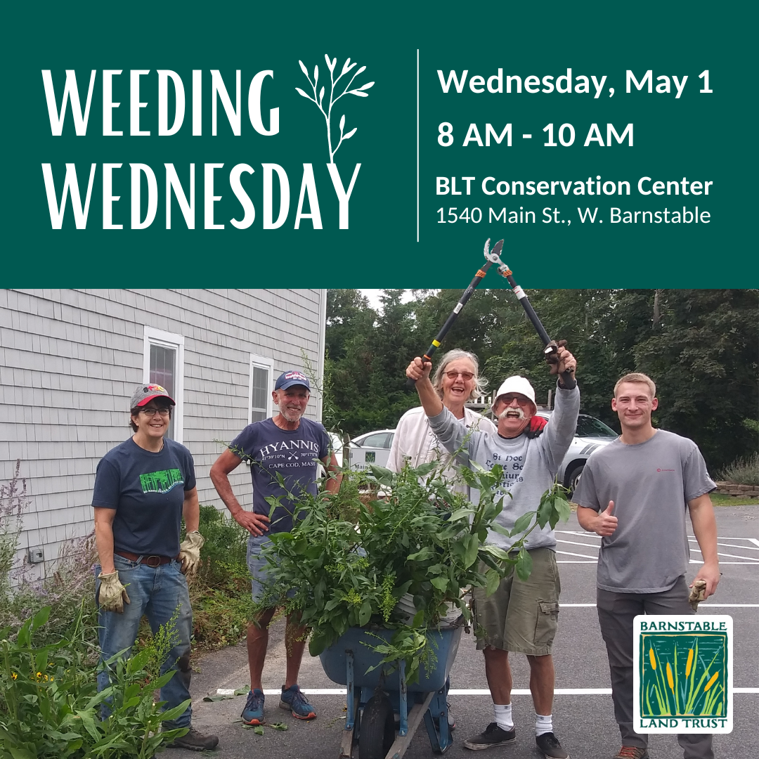 Weeding Wednesday