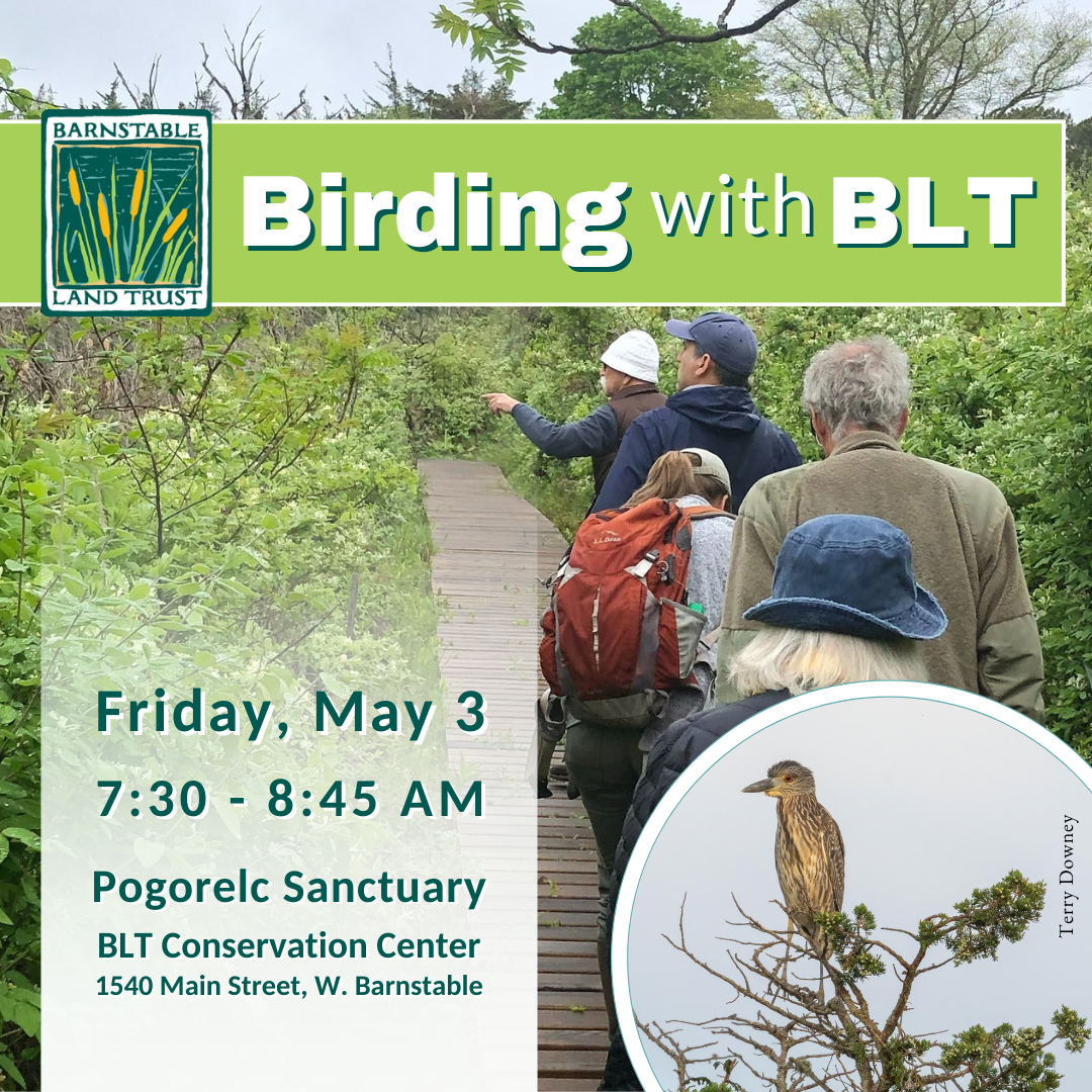 Birding with BLT