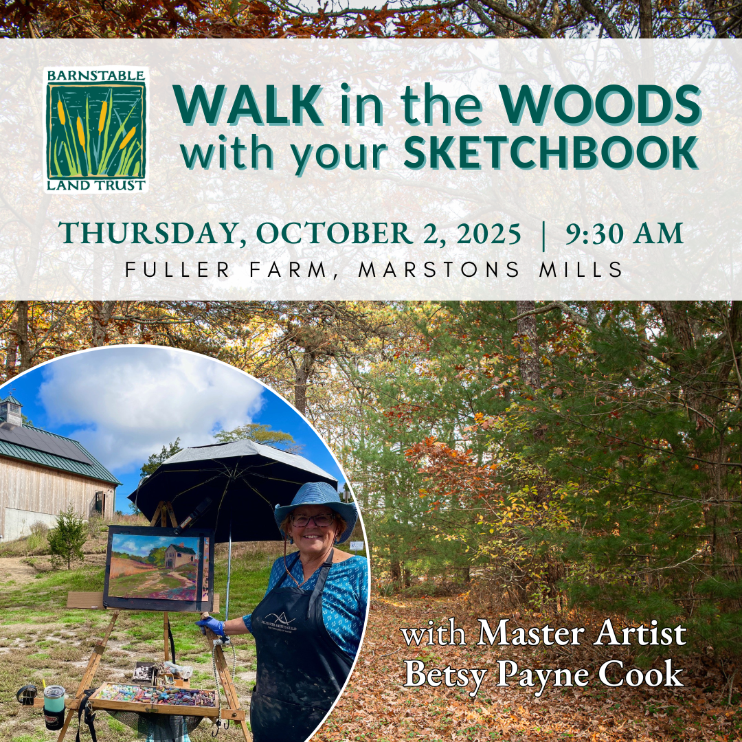 Walk in the Woods with Your Sketchbook and Master Artist Betsy Payne Cook