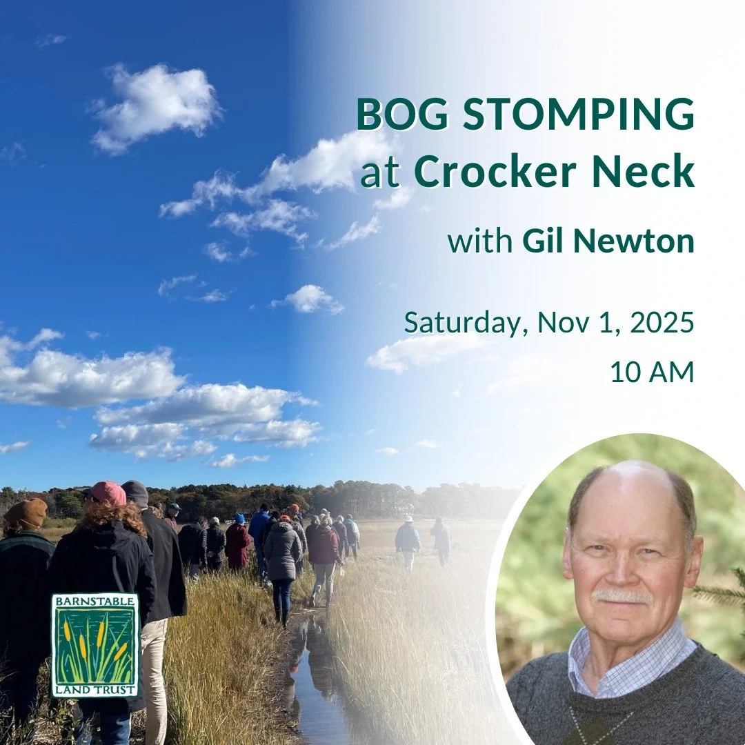 Join Barnstable Land Trust and local ecologist Gil Newton for a guided walk through the diverse ecosystems of Crocker Neck Conservation Area in Cotuit! Explore a beach, salt marsh, and estuary as Gil shares his deep knowledge of Cape Cod’s coas