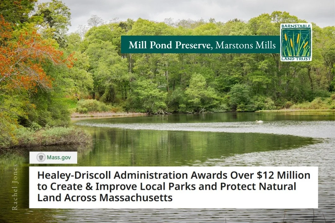 Big win for Barnstable! 
We’re thrilled to announce that Barnstable Land Trust was awarded a grant to permanently protect 13 acres at Mill Pond Preserve in Marstons Mills! Protecting this ecologically and environmentally significant property sa