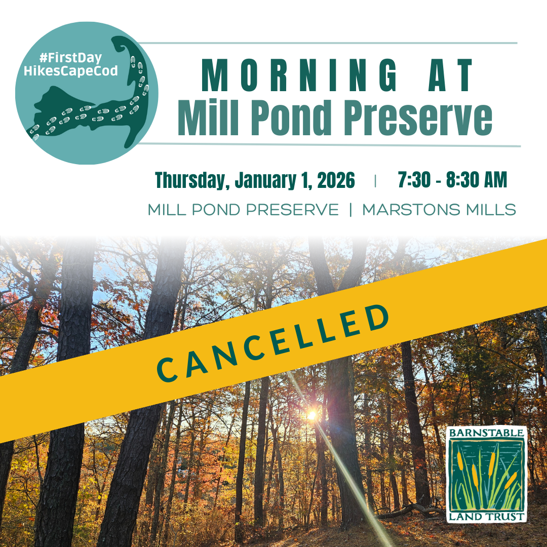 Morning at Mill Pond Preserve