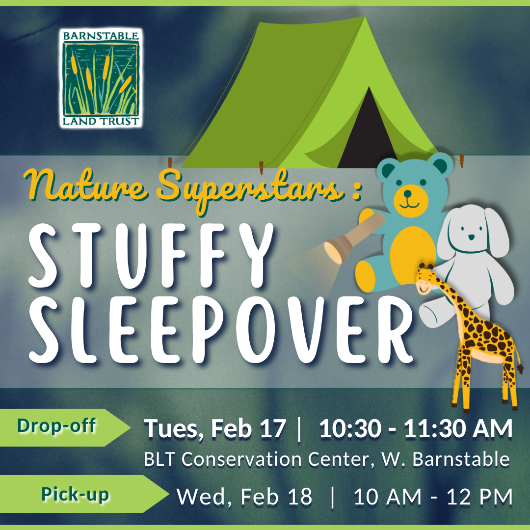 Nature Superstars: Stuffy Sleepover