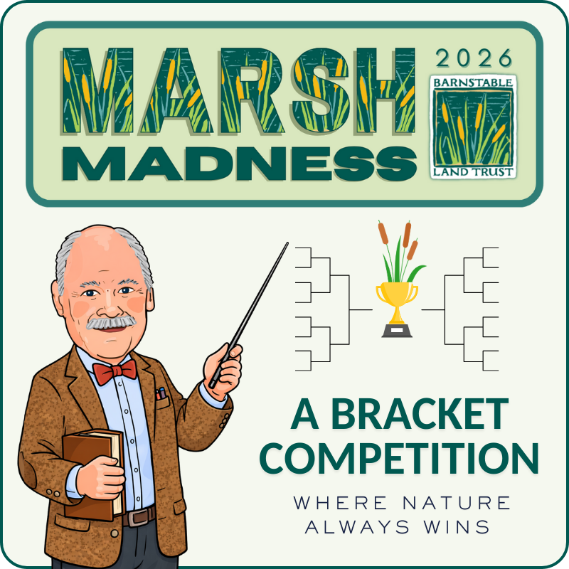 BLT's Marsh Madness: Where Nature Always Wins