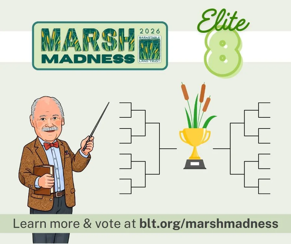 Things are heating up as we head into the Elite Eight in BLT&rsquo;s Marsh Madness! 🔥🌿

Get to know this round&rsquo;s contenders and get ready to vote starting Sunday. The next round of matchups includes:

🥒 Sea Pickle vs. Sea Lettuce 🍀
🪰 Green