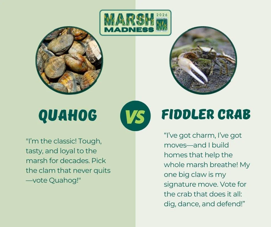 Last chance to weigh in on who gets to advance on to the Final Four of BLT's Marsh Madness!

🥒 Sea Pickle vs. Sea Lettuce 🍀
🪰 Greenhead Fly vs. Poison Ivy 🍂 
🐦 Blue Heron vs. Eastern Box Turtle 🐢
🐚 Quahog vs. Fiddler Crab 🦀

Who will advance 