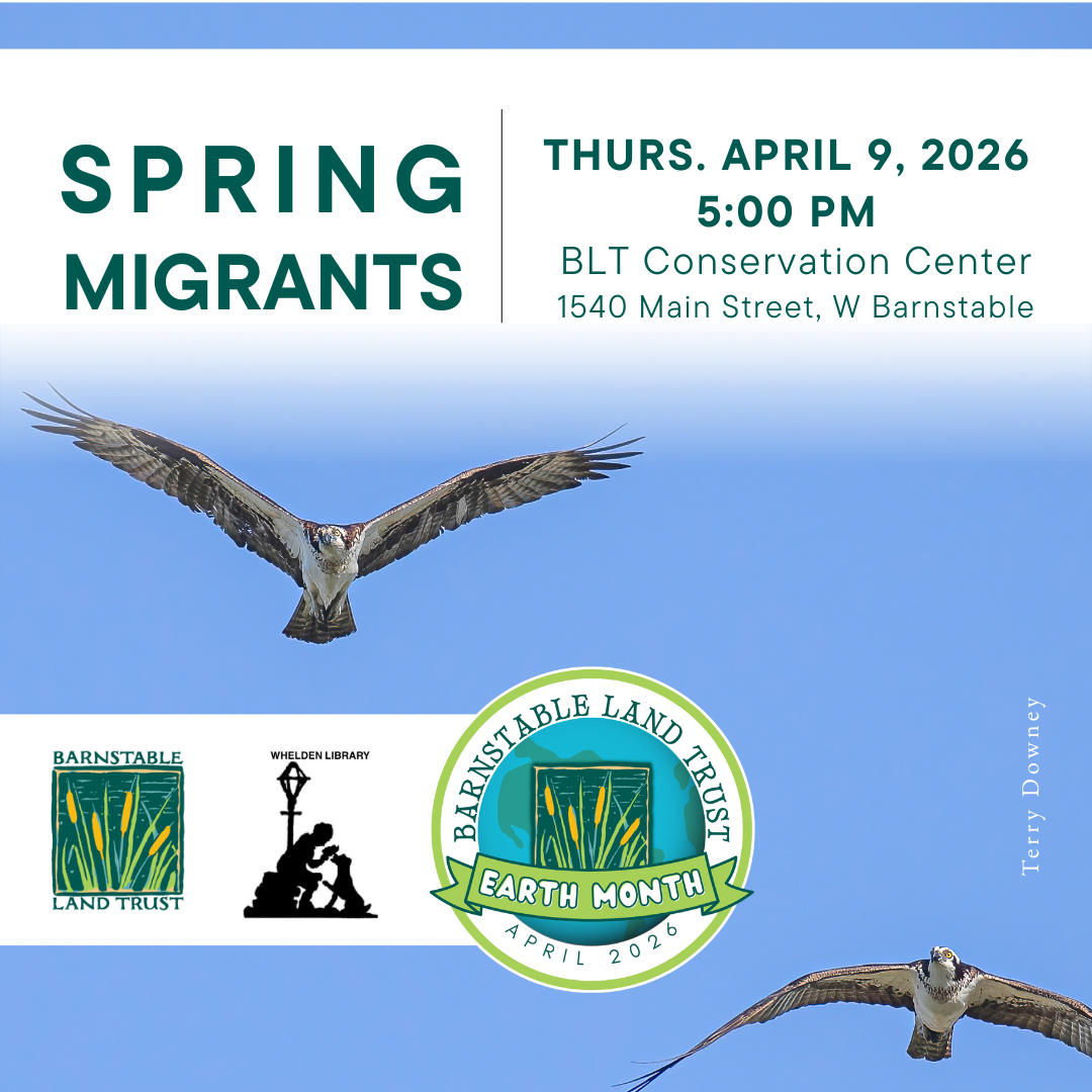 Spring Migrants (Partner Program)