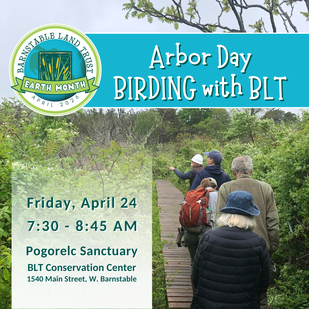 Arbor Day Birding with BLT