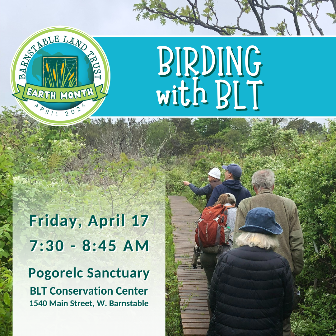 Birding with BLT