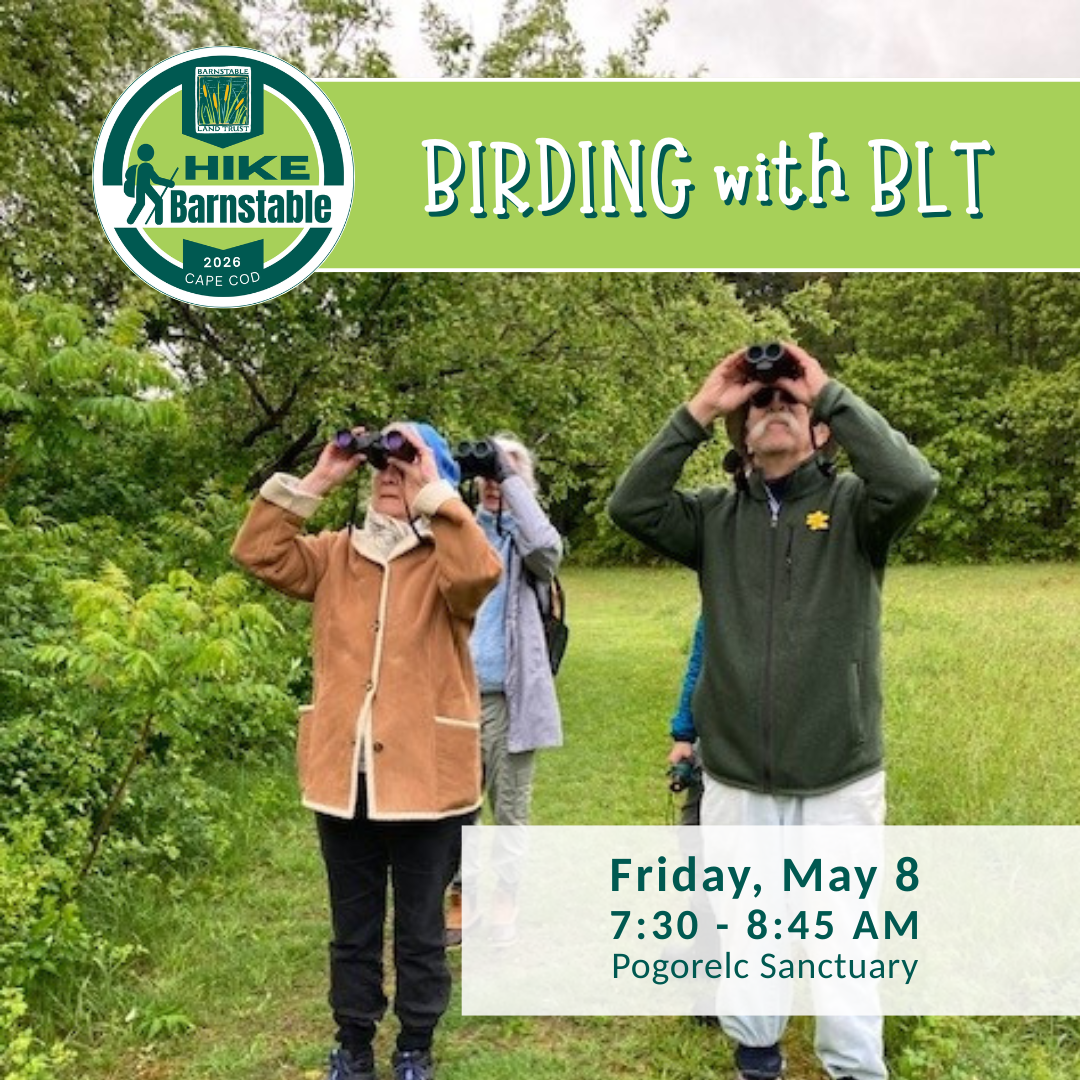 Birding with BLT