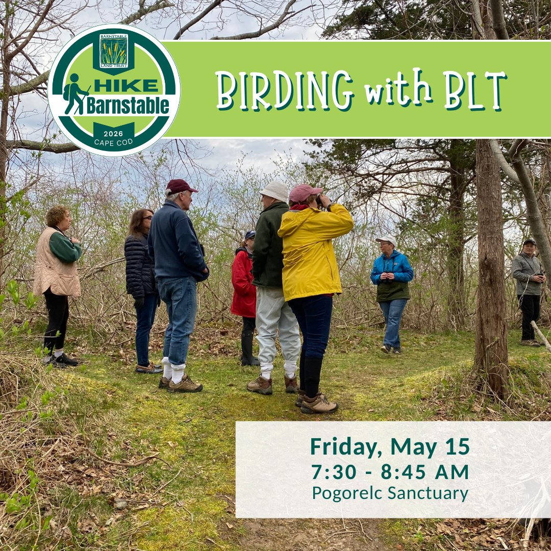 Birding with BLT