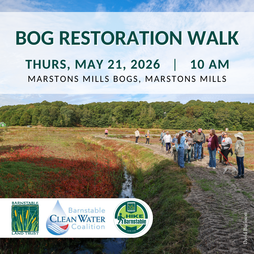 Climate Resilience: A Bog Restoration Walk