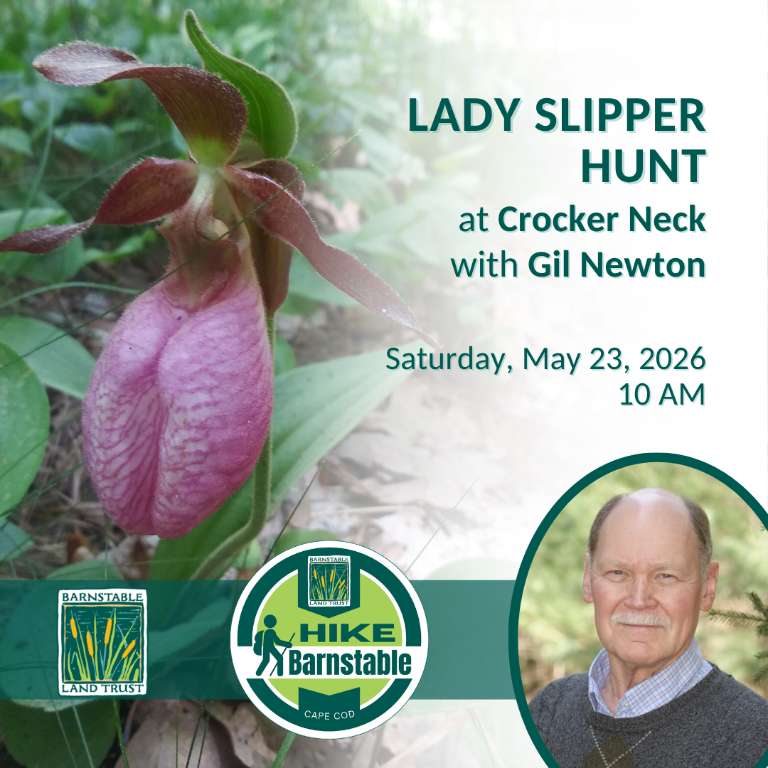 Lady Slipper Hunt