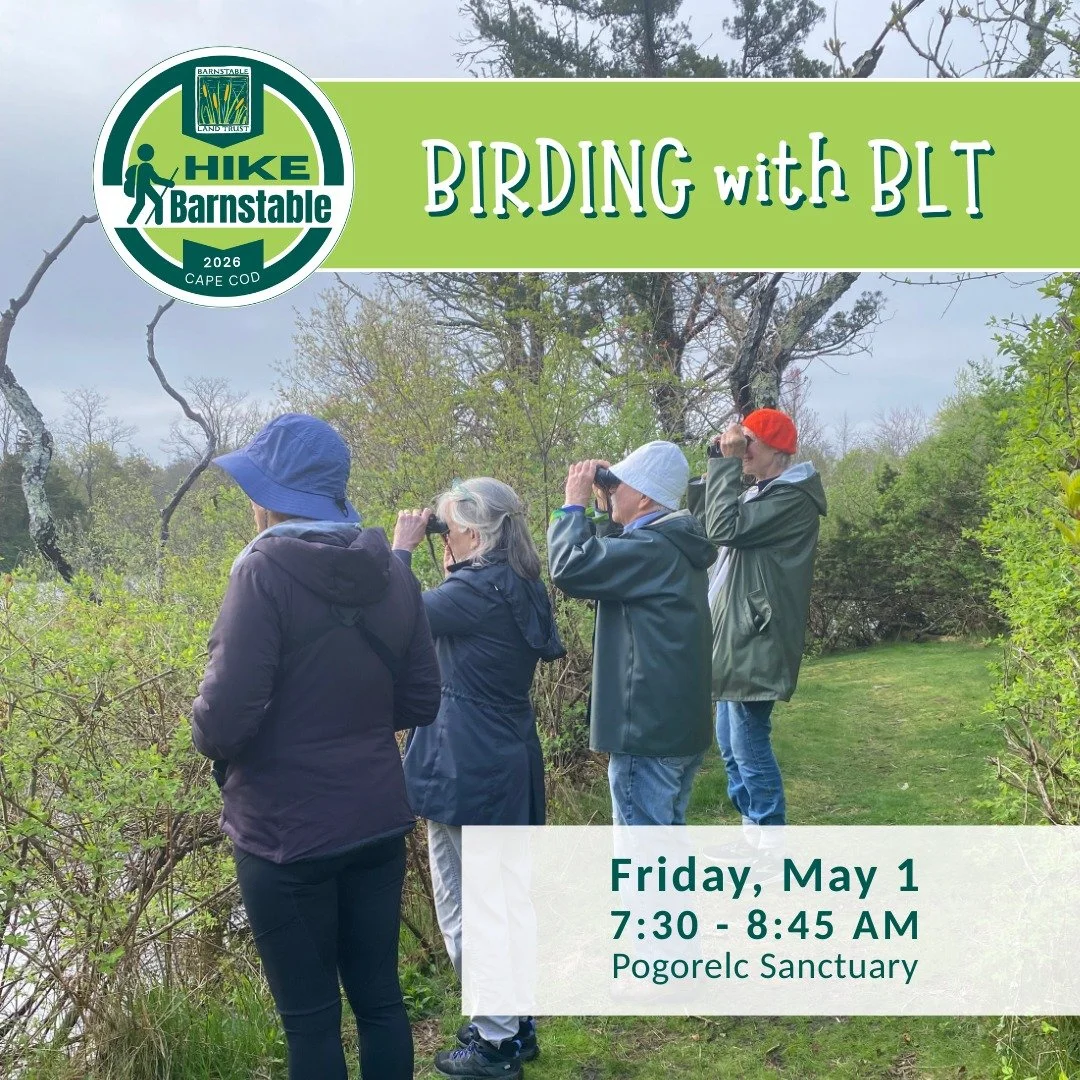 There's still time to sign up for this Friday's Birding with BLT!! Last week's attendees spotted a glossy ibis!

https://blt.org/events/may-day-birding-with-blt

#BarnstableLandTrust #BLTprograms #CapeCodBirding #BirdWalk