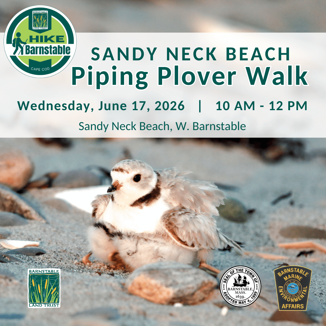 Sandy Neck Beach Piping Plover Walk (Partner Program)