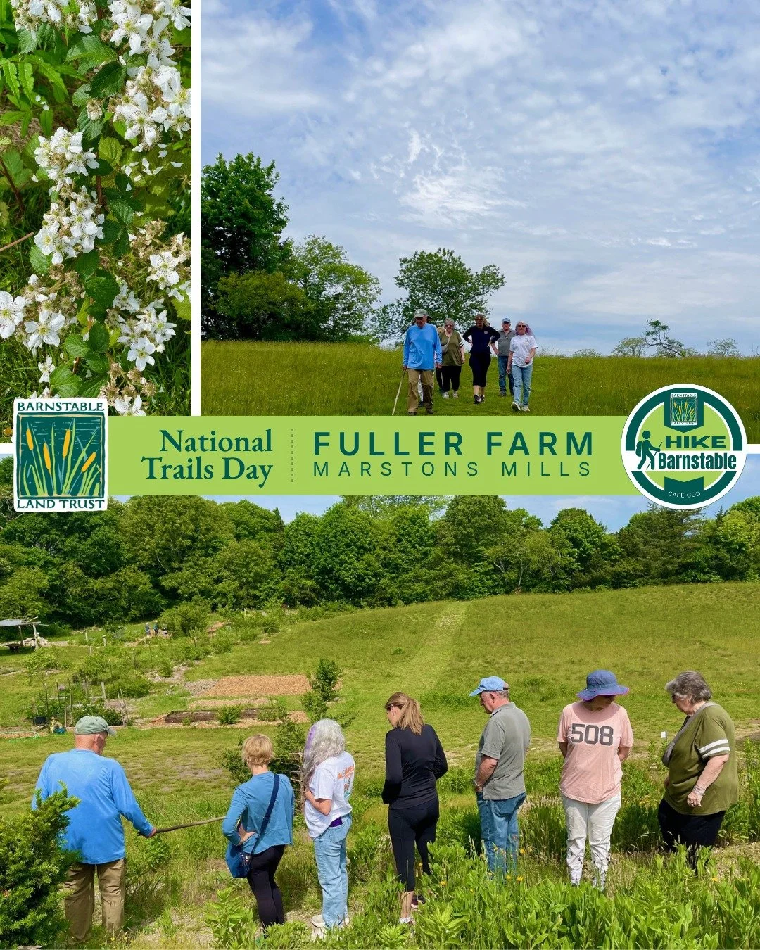 We celebrated National Trails Day with two morning walks in Marstons Mills this past Saturday. Thank you to everyone who joined us in exploring the historic landscape of Mill Pond Preserve with Executive Director Janet Milkman and discovering wildflo