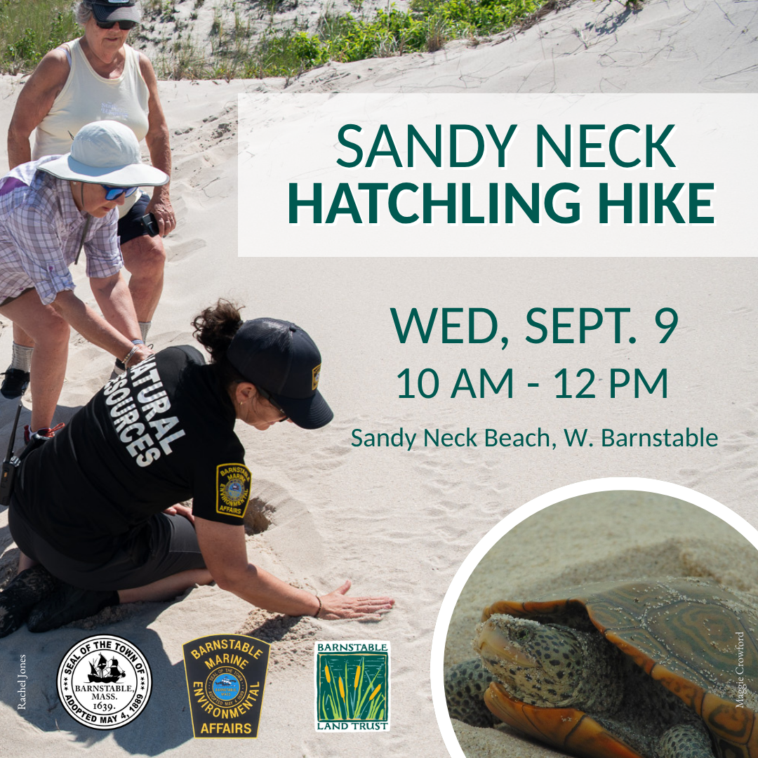 Sandy Neck Hatchling Hike (Partner Program)