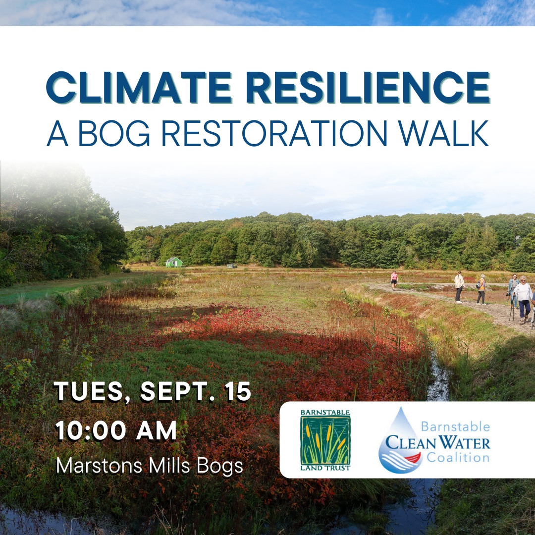 Climate Resilience: A Bog Restoration Walk (Partner Program)