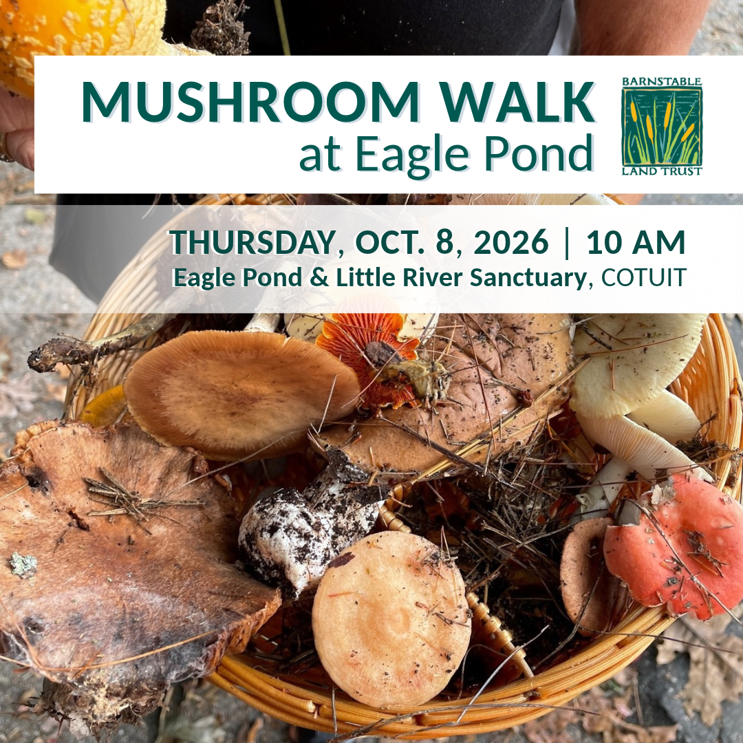 Mushroom Walk at Eagle Pond