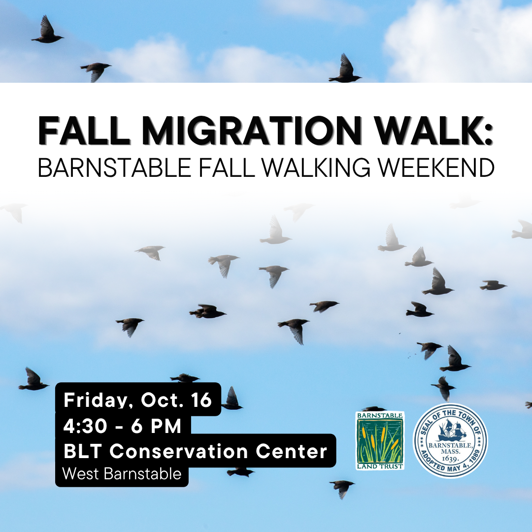 Fall Migration Walk: Barnstable Fall Walking Weekend