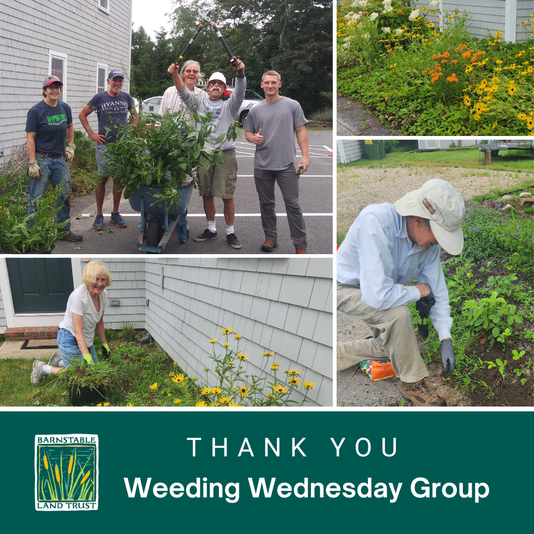 Weeding Wednesday Group.png