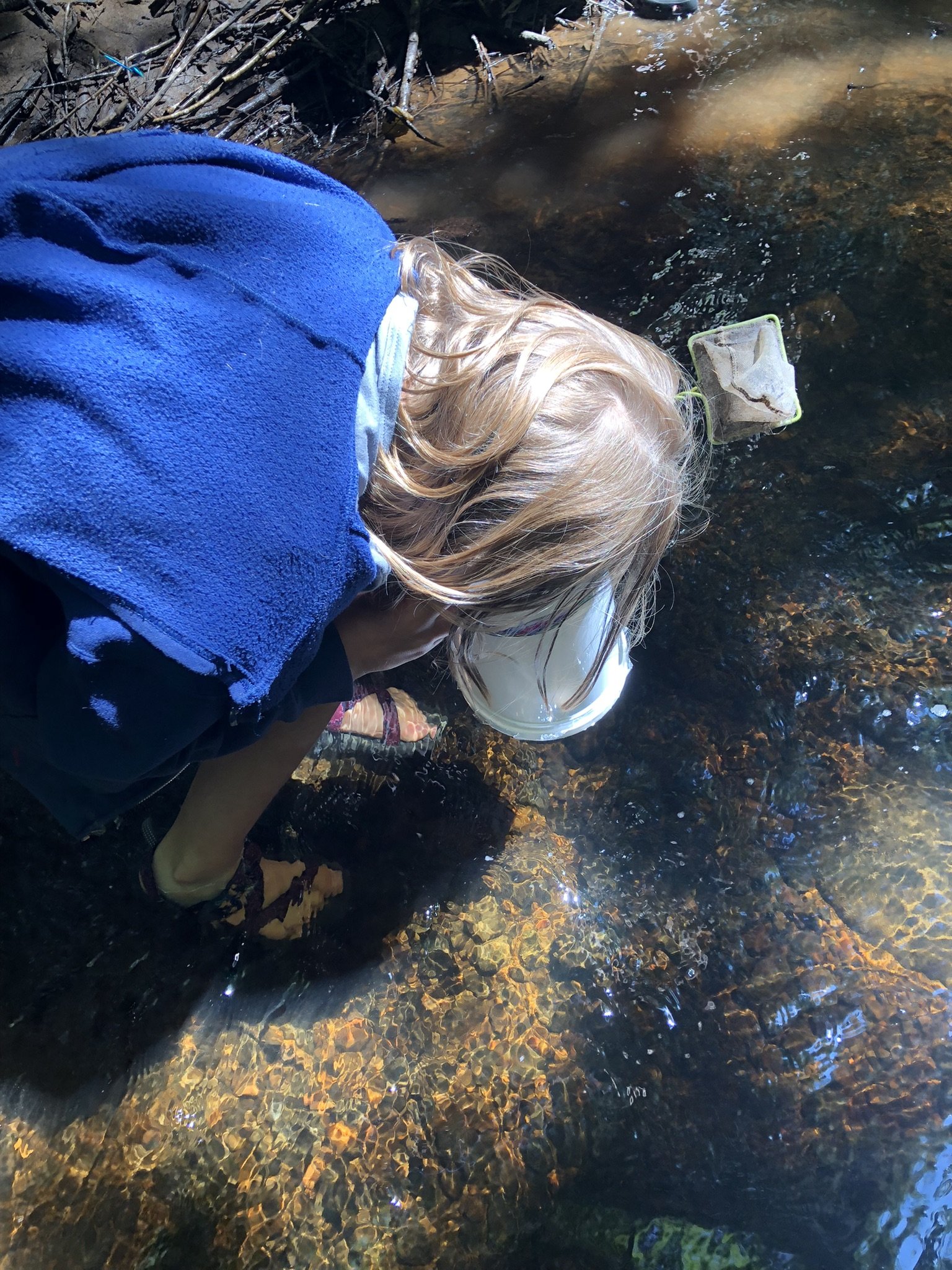 stream ecology 7.JPEG