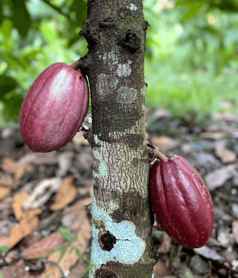 Two reddish-purple cacao pods attached to a tree trunk in a forest setting.