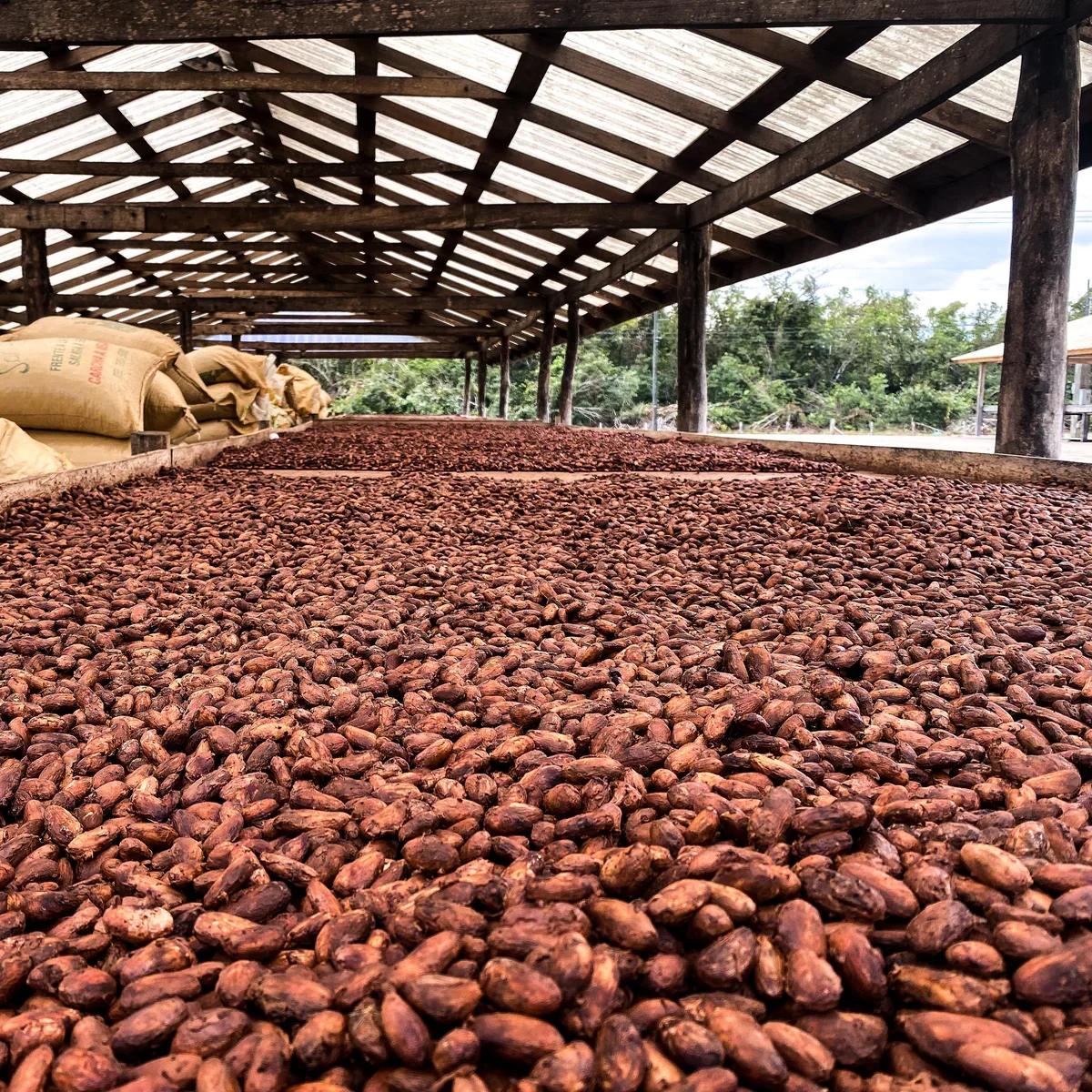 Cocoa beans drying on racks under a wooden shelter with bags of cocoa beans stacked on one side and trees in the background.