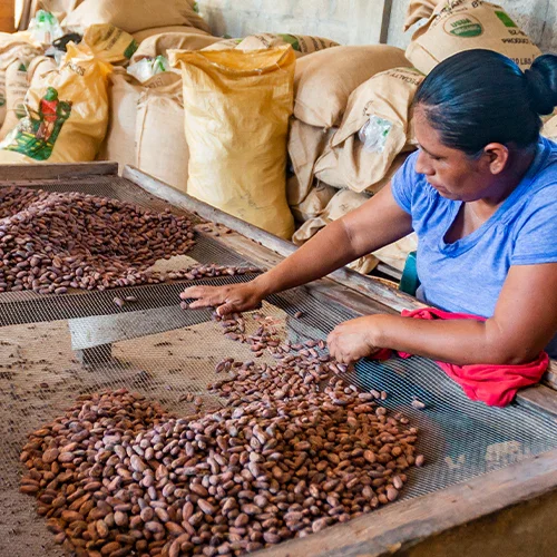 A woman sorting and processing cocoa beans on a large screening table in a warehouse, with bags of cocoa in the background.