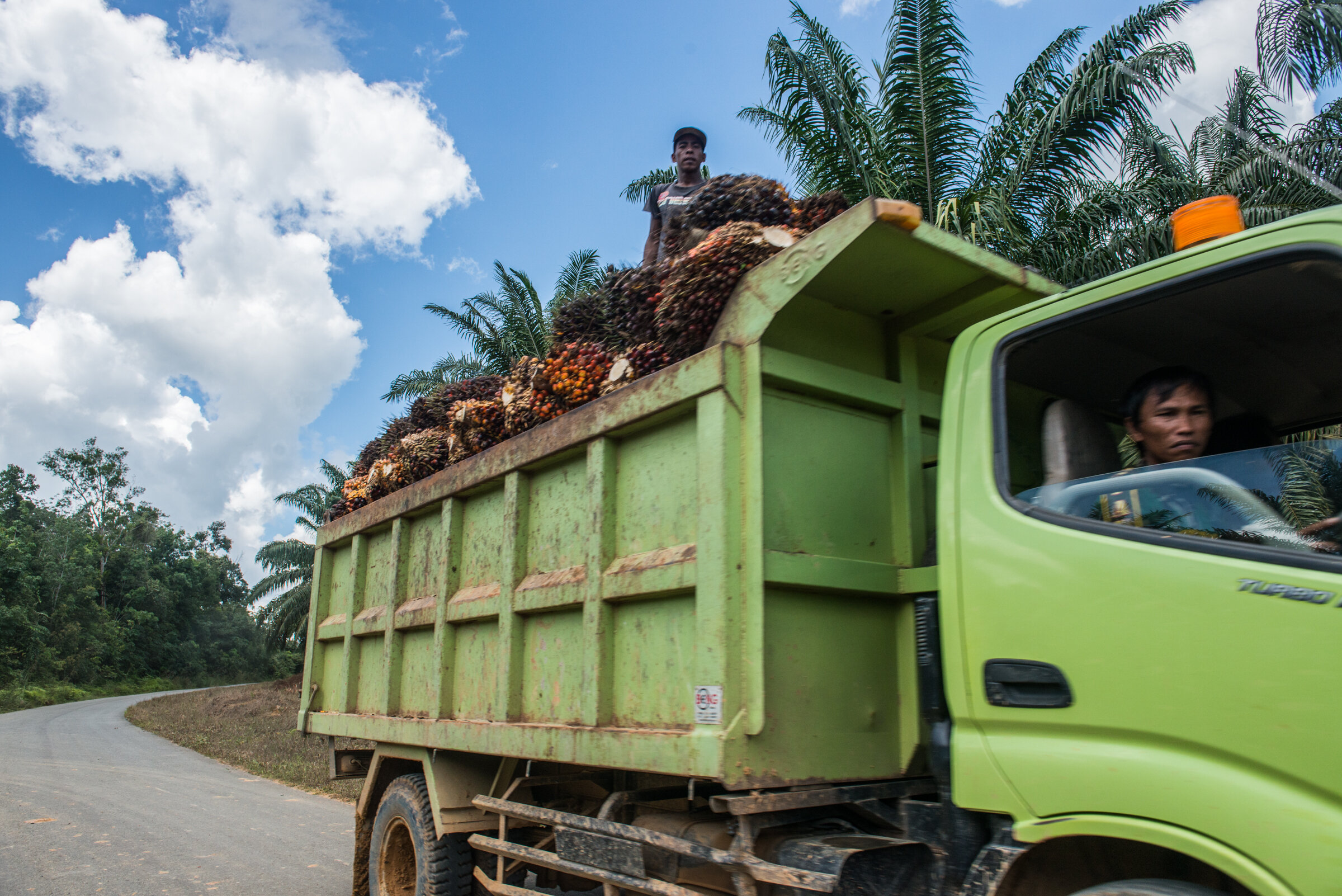 Surviving Palm Oil-11.jpg
