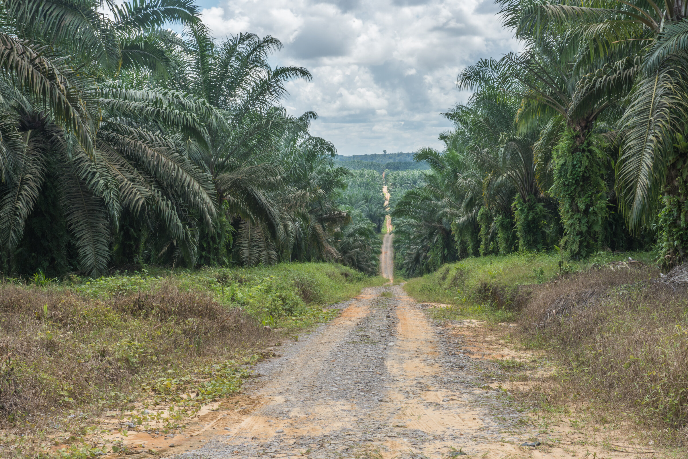 Surviving Palm Oil-16.jpg