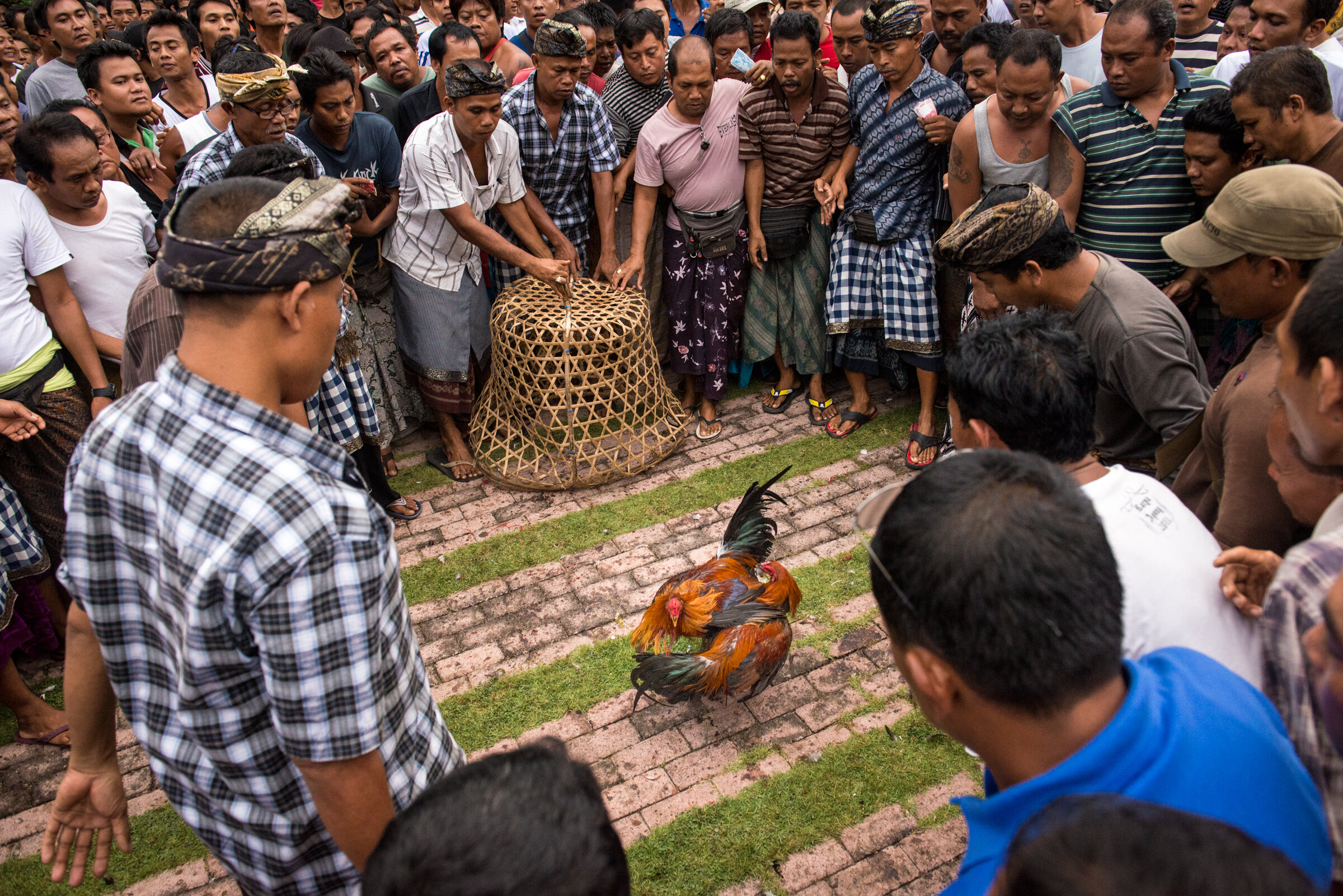 Bali Cockfight-09.jpg