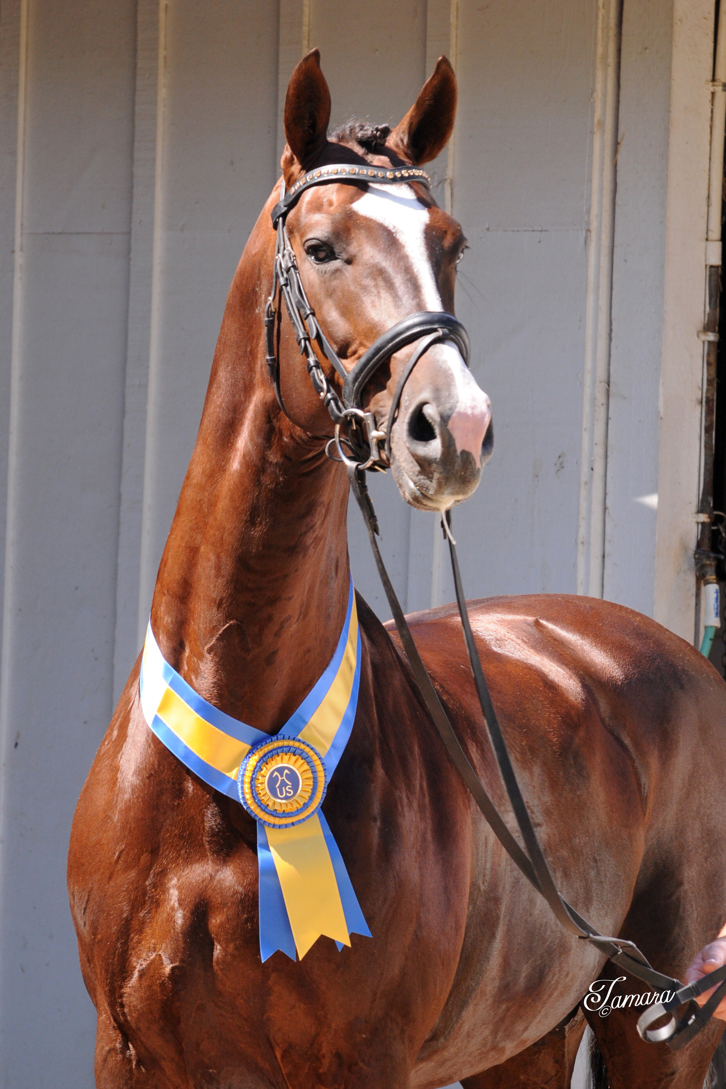 Hanoverian Licenced Stallion Dreammaster DMV.