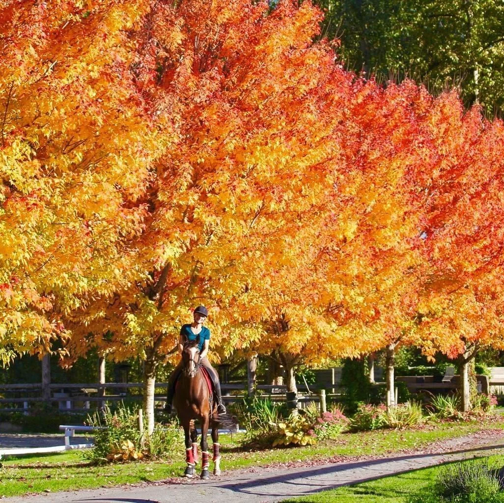 Rare Opportunity! 
Dreamcatcher Meadows has Boarding and Training spots available. We would love to welcome you and your horse to the Dreamcatcher Family. 
Premium facility with and educated staff living on site to provide top quality personalized