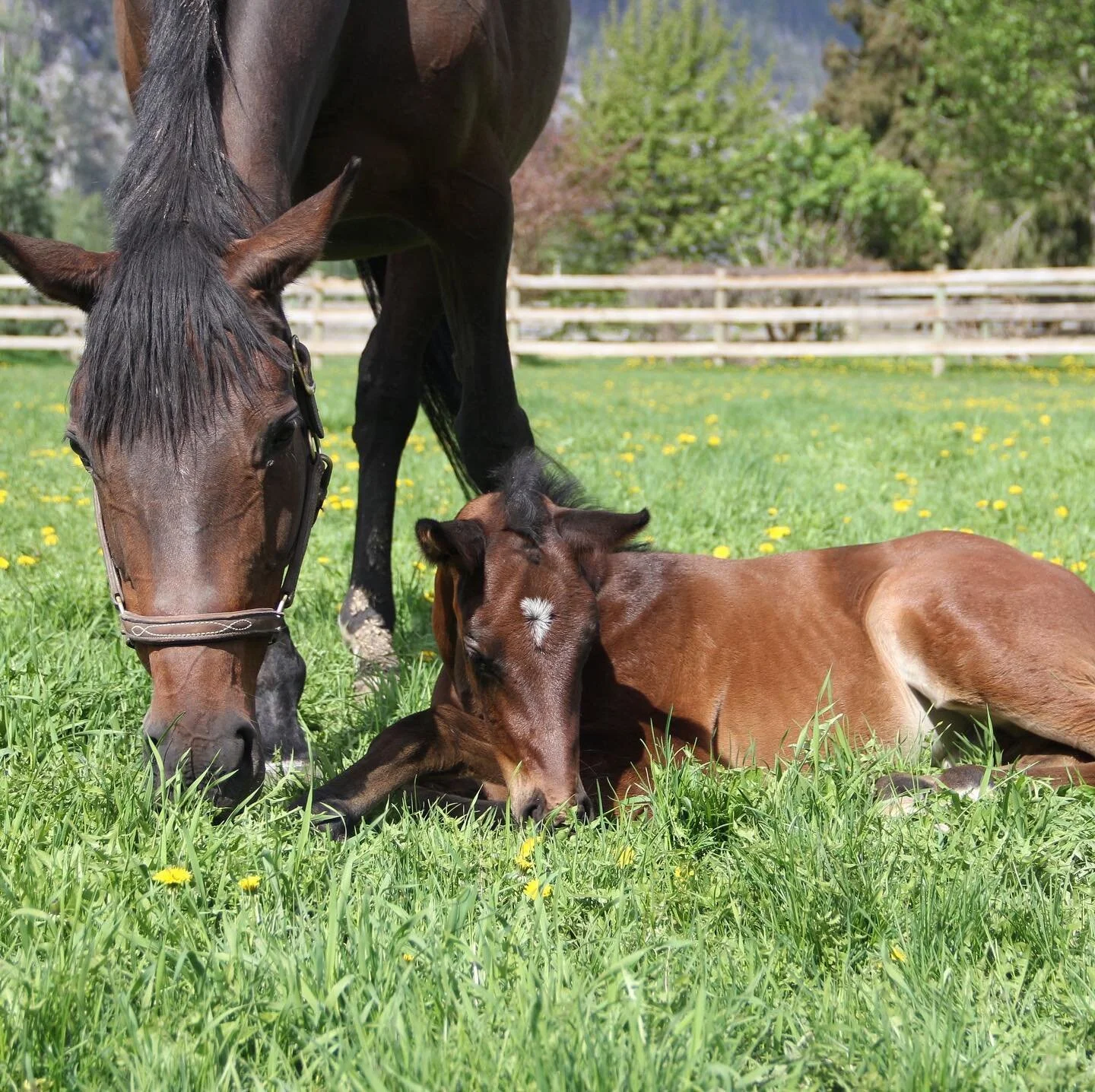 Bringing you a bit of joy to your day. 🦄 💕 
Anyone recognize their Dreamcatcher Meadow’s homebred horse from their foal photos? Or can name a few of our schoolmasters? 
Breeding season is right around the corner, have you thought about bree