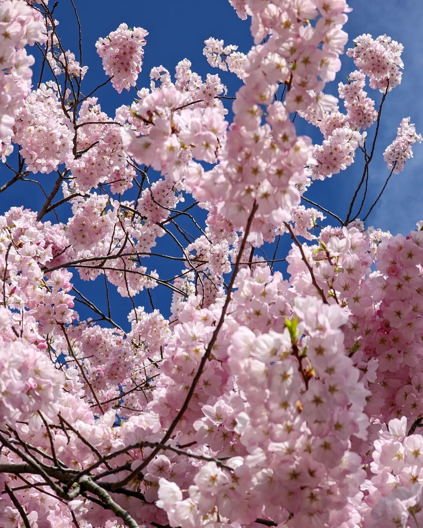 #HappySpring !! 🌸🌸🌸

#CherryBlossom #PortlandOregon #pink #PortlandPhotographer #CelinaPhotographer