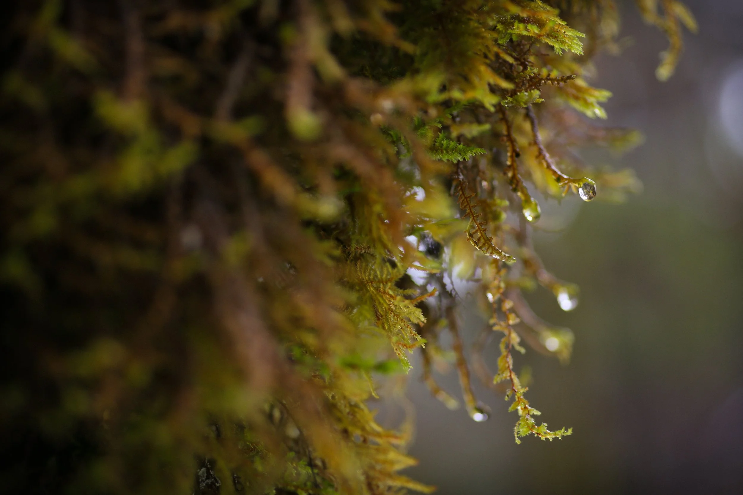 Fungi-2.jpg